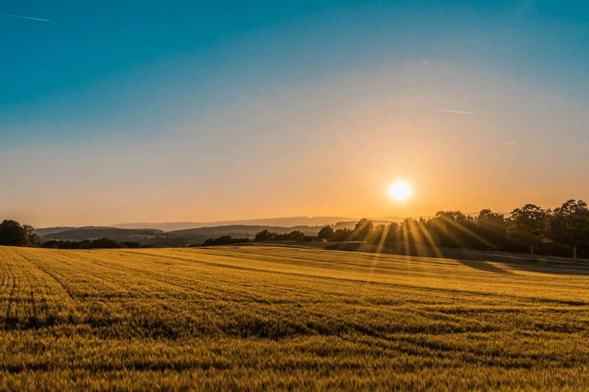 Agricultural landscape in warm evening light